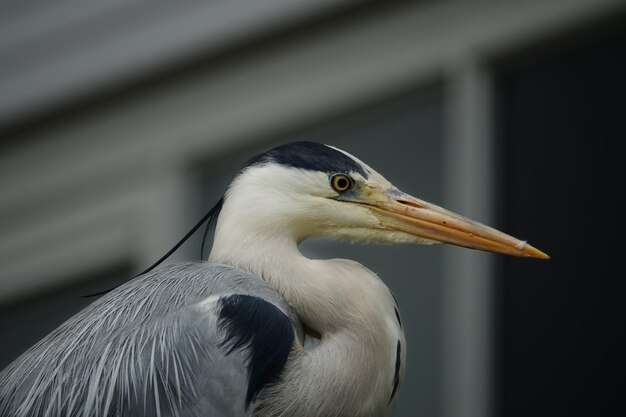 Nahaufnahme eines Vogels