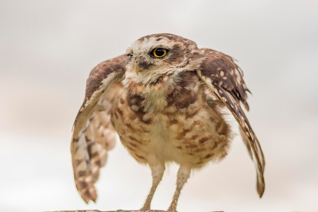 Foto nahaufnahme eines vogels