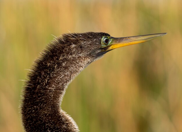 Foto nahaufnahme eines vogels