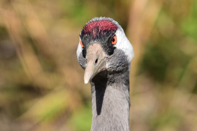 Foto nahaufnahme eines vogels