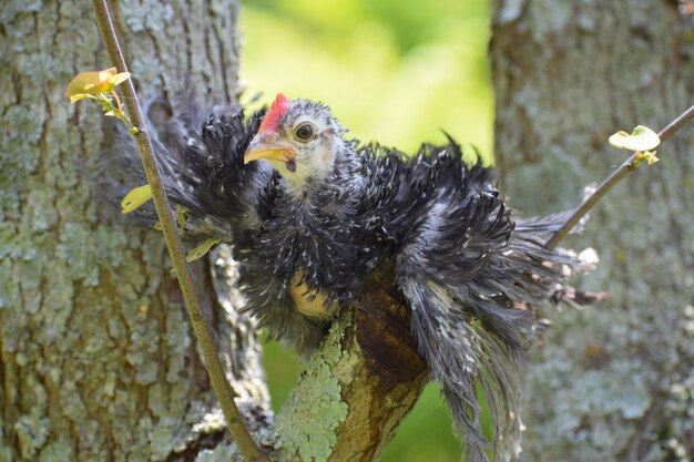 Foto nahaufnahme eines vogels