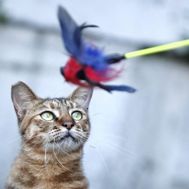 Foto nahaufnahme eines vogels