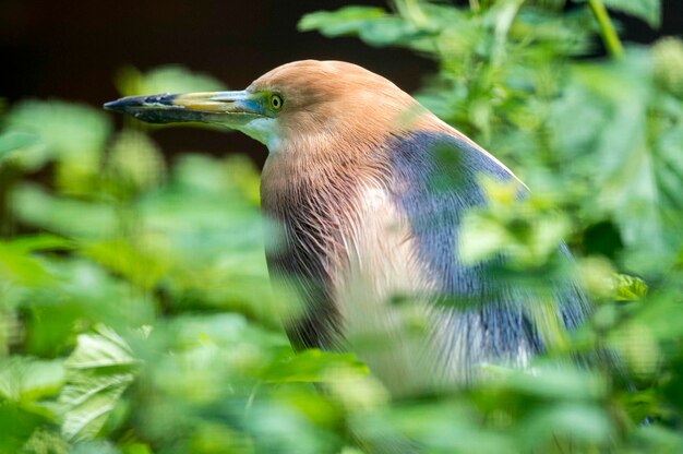 Nahaufnahme eines Vogels