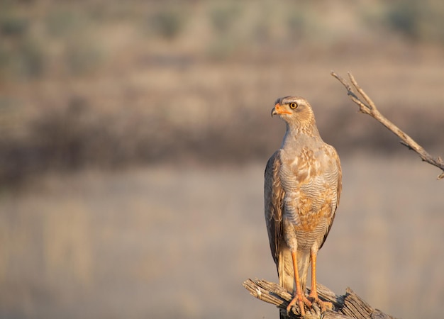 Nahaufnahme eines Vogels