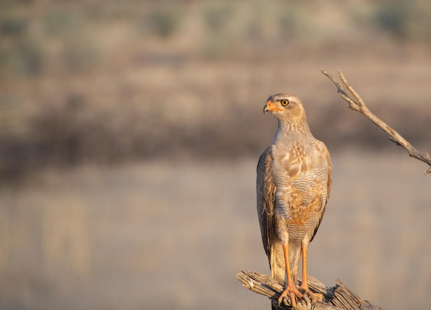 Foto nahaufnahme eines vogels