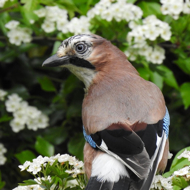 Foto nahaufnahme eines vogels