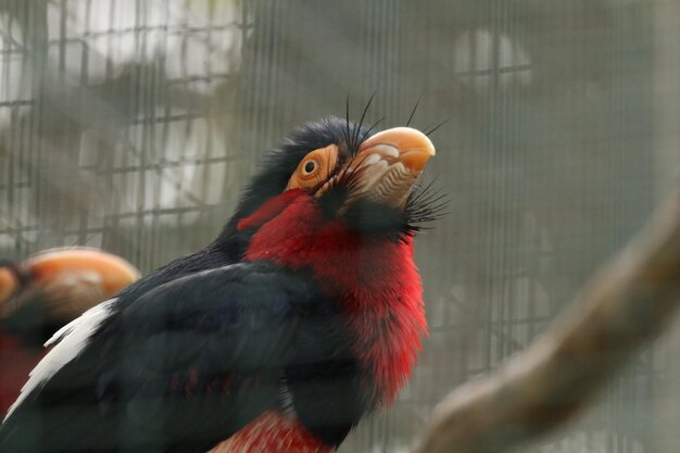 Foto nahaufnahme eines vogels