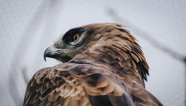 Foto nahaufnahme eines vogels