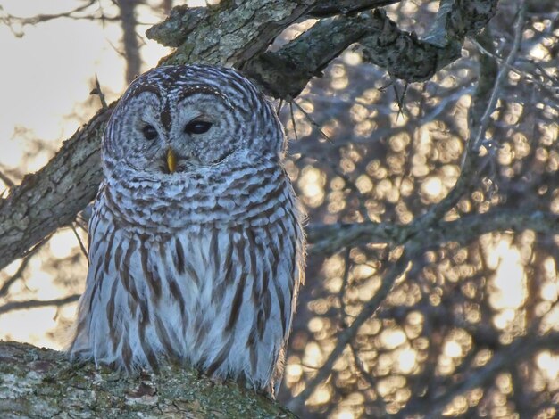 Nahaufnahme eines Vogels