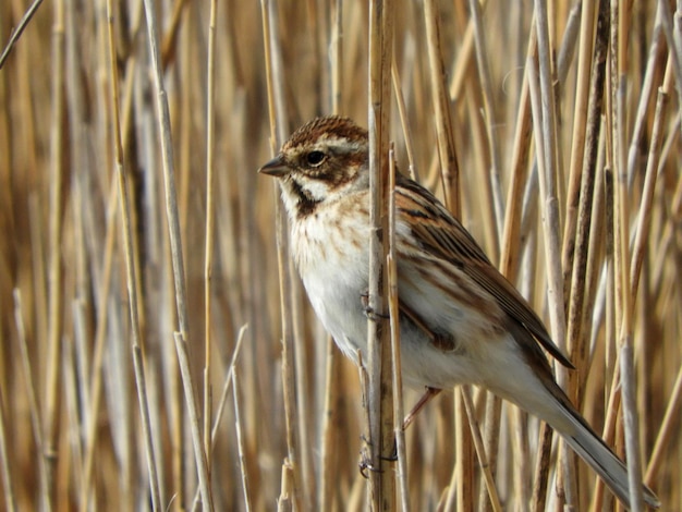 Foto nahaufnahme eines vogels