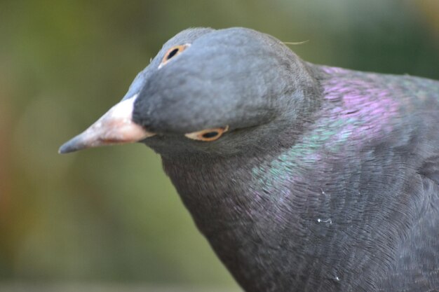 Nahaufnahme eines Vogels