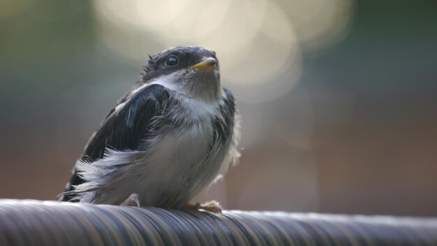 Foto nahaufnahme eines vogels