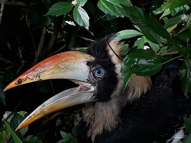 Foto nahaufnahme eines vogels