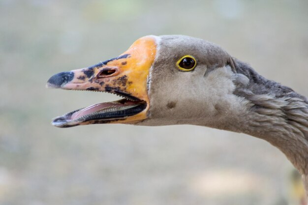 Foto nahaufnahme eines vogels