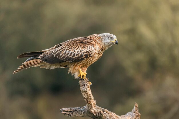 Foto nahaufnahme eines vogels