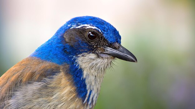 Foto nahaufnahme eines vogels