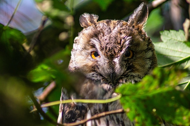 Foto nahaufnahme eines vogels