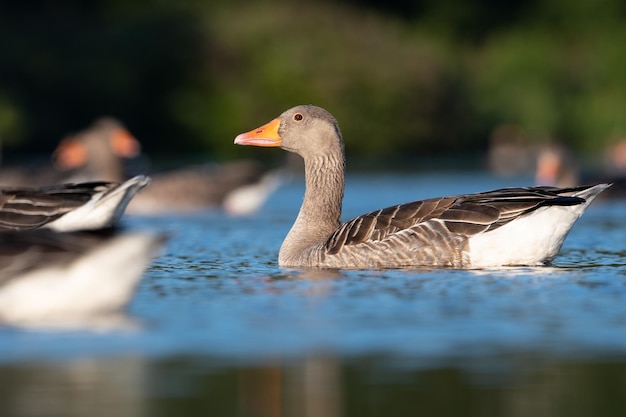 Nahaufnahme eines Vogels