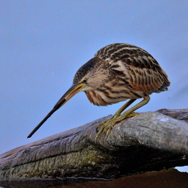 Nahaufnahme eines Vogels