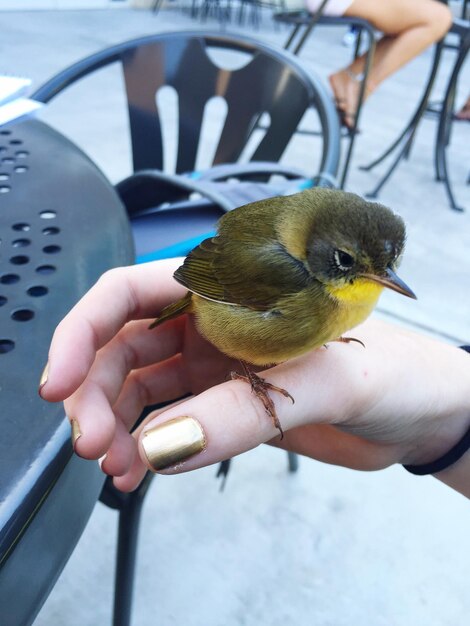 Foto nahaufnahme eines vogels