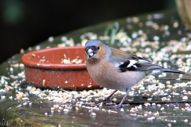 Foto nahaufnahme eines vogels