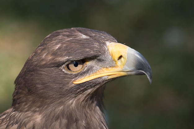 Foto nahaufnahme eines vogels