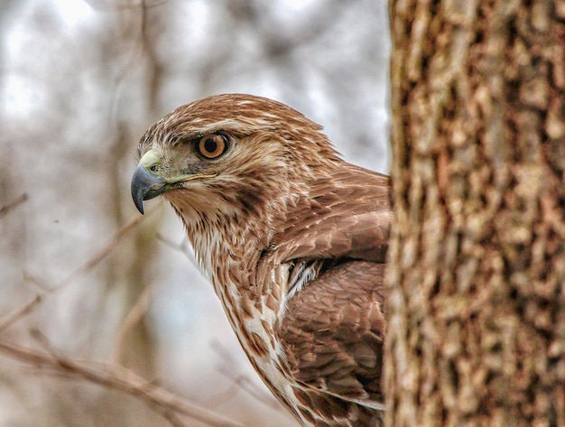 Foto nahaufnahme eines vogels