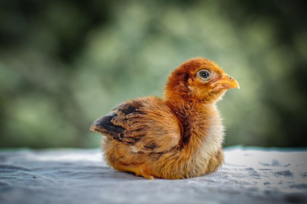 Foto nahaufnahme eines vogels