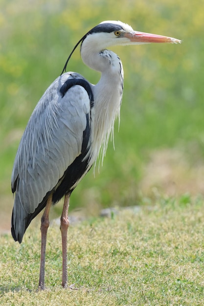 Nahaufnahme eines Vogels