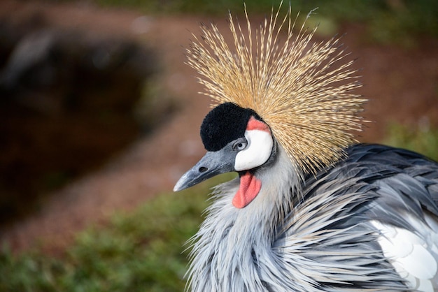 Foto nahaufnahme eines vogels