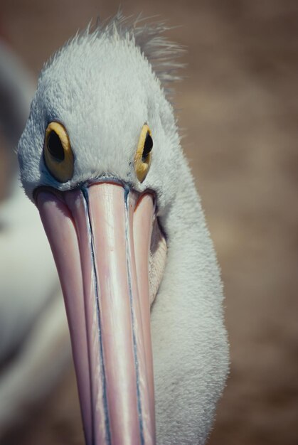 Foto nahaufnahme eines vogels