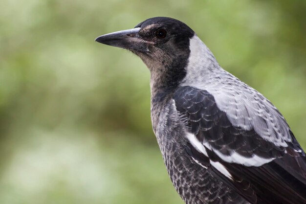 Foto nahaufnahme eines vogels