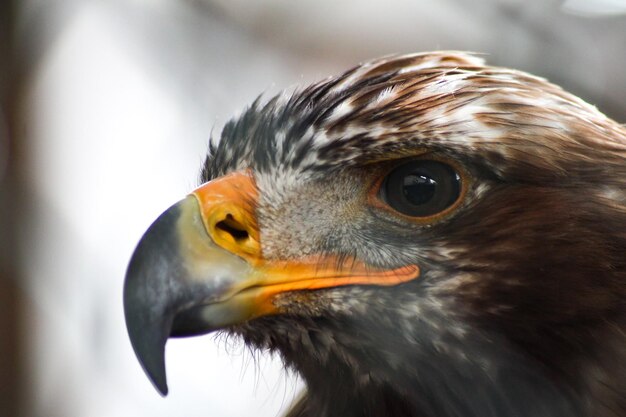 Foto nahaufnahme eines vogels