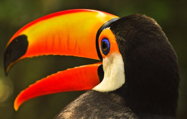 Foto nahaufnahme eines vogels