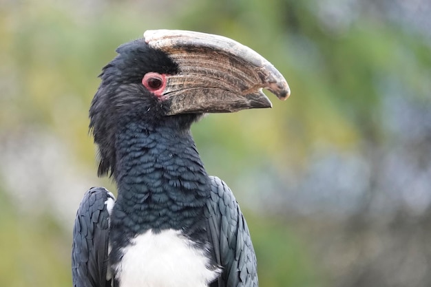 Foto nahaufnahme eines vogels