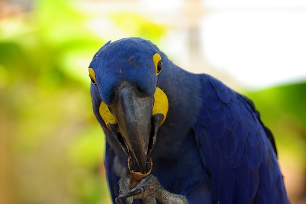 Foto nahaufnahme eines vogels