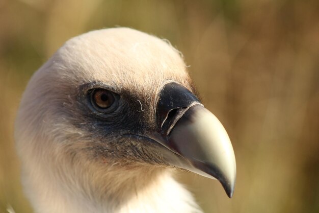 Foto nahaufnahme eines vogels