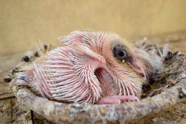 Foto nahaufnahme eines vogels