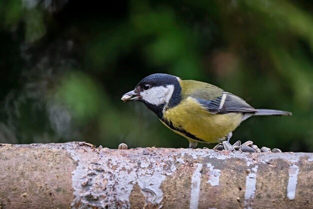 Foto nahaufnahme eines vogels