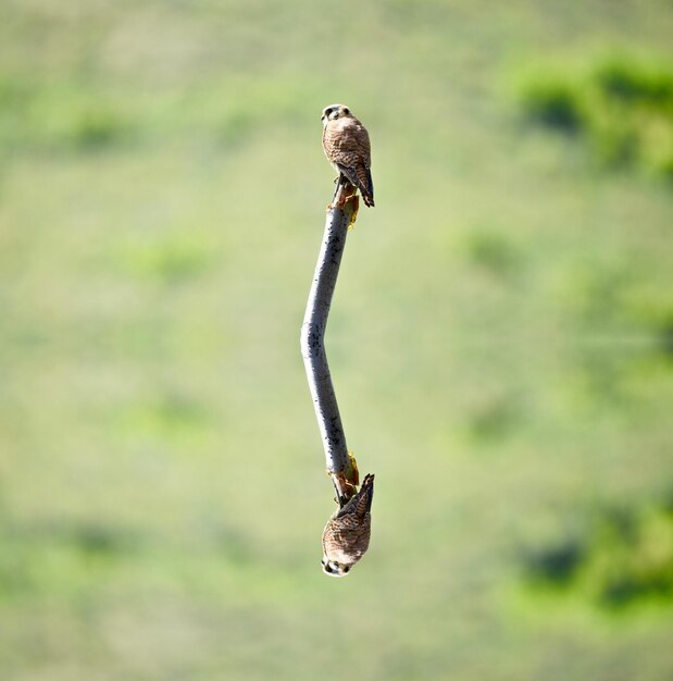 Foto nahaufnahme eines vogels