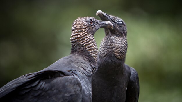 Nahaufnahme eines Vogels