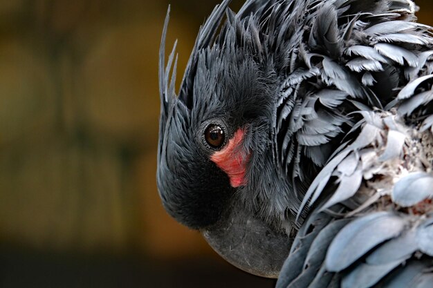 Foto nahaufnahme eines vogels