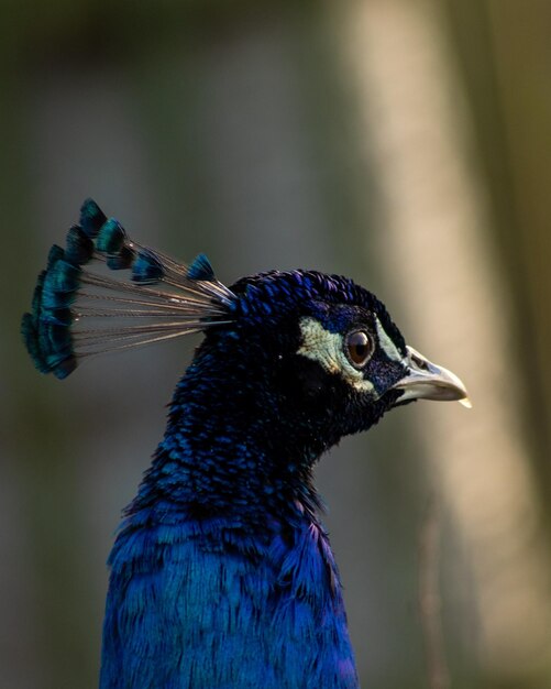 Foto nahaufnahme eines vogels