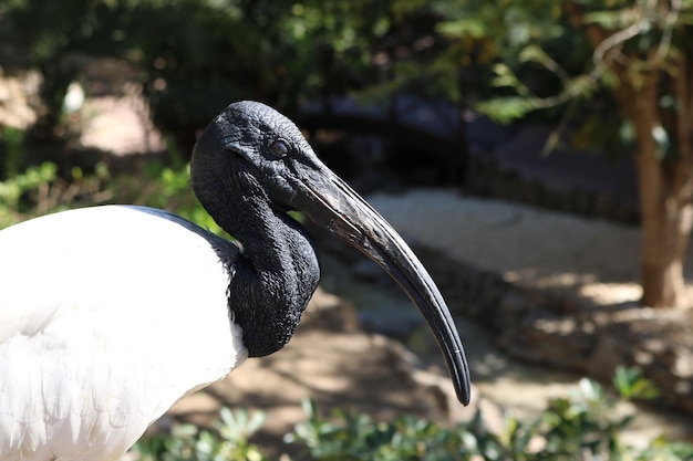 Foto nahaufnahme eines vogels