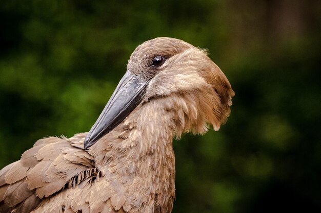 Foto nahaufnahme eines vogels