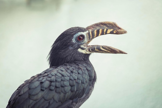 Nahaufnahme eines Vogels