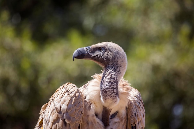 Foto nahaufnahme eines vogels