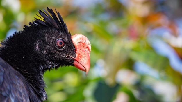 Foto nahaufnahme eines vogels