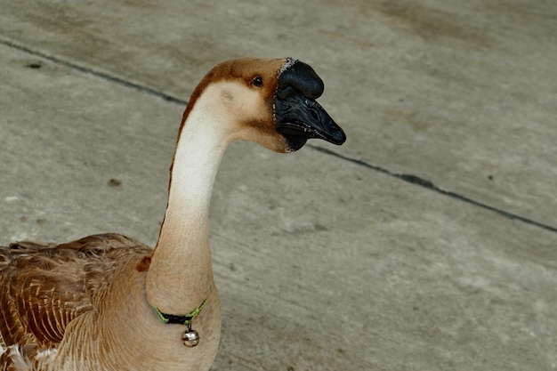 Foto nahaufnahme eines vogels