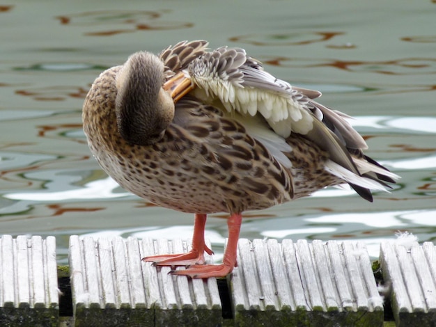 Foto nahaufnahme eines vogels